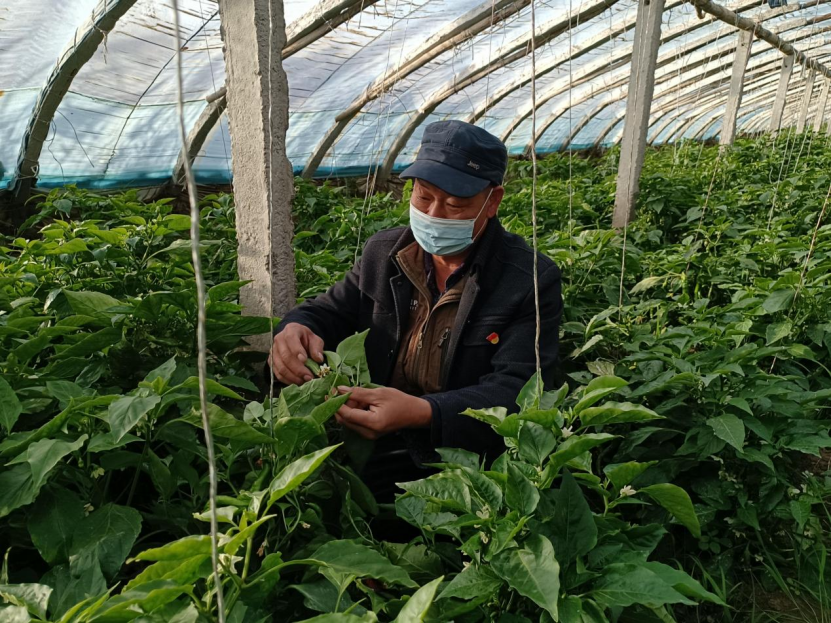 新疆若羌：温室大棚“种”出致富路