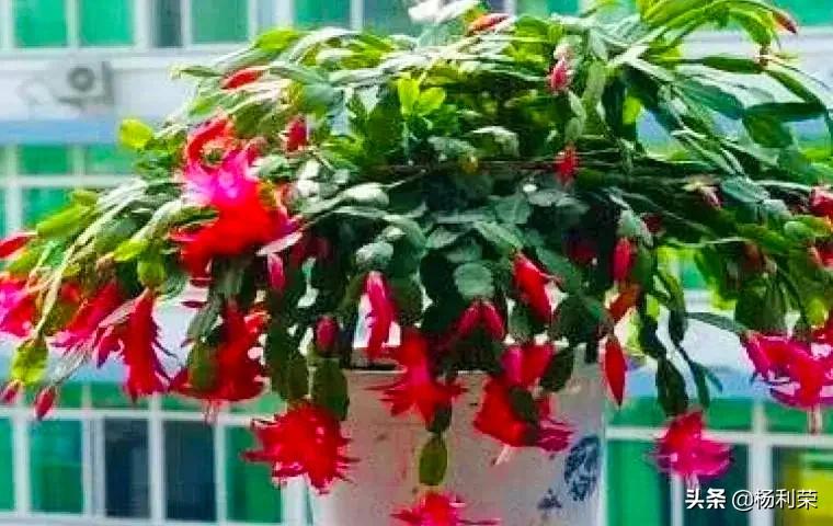 为中考高考加油的祝福（七律5首）