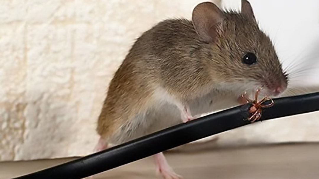 老鼠有多强的"报复心"?一只被打倾巢出动寻仇?它真的记仇吗?