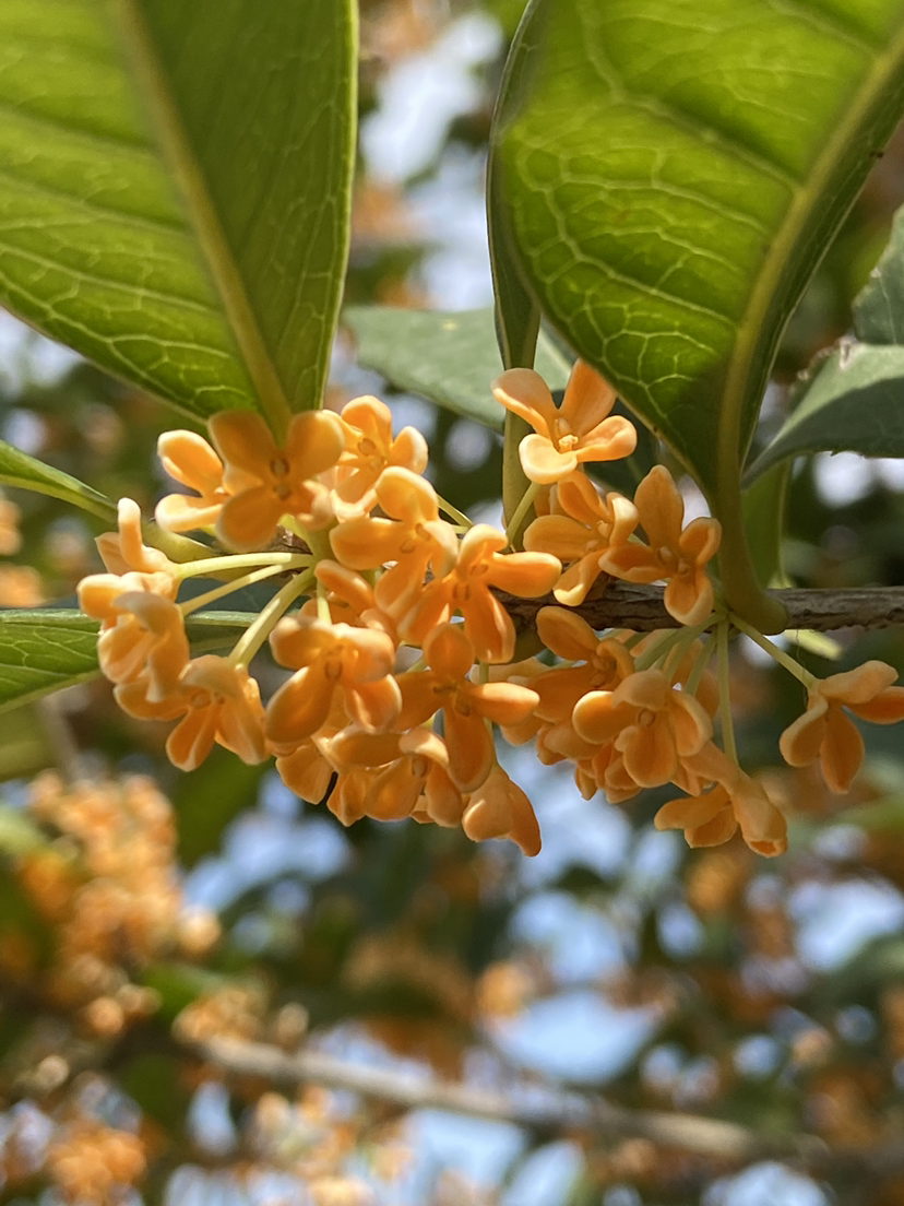 石榴花幾月開,石榴花幾月開花