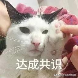 猫咪到底该不该绝育？