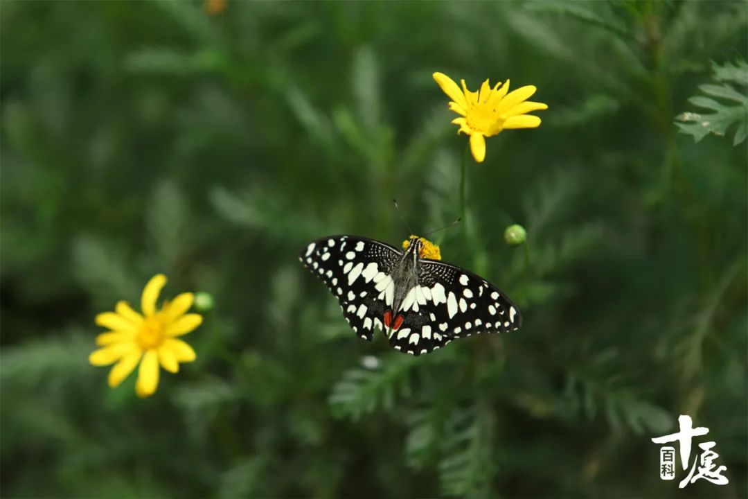 法云赏花小感：愿如花儿一般从容平淡