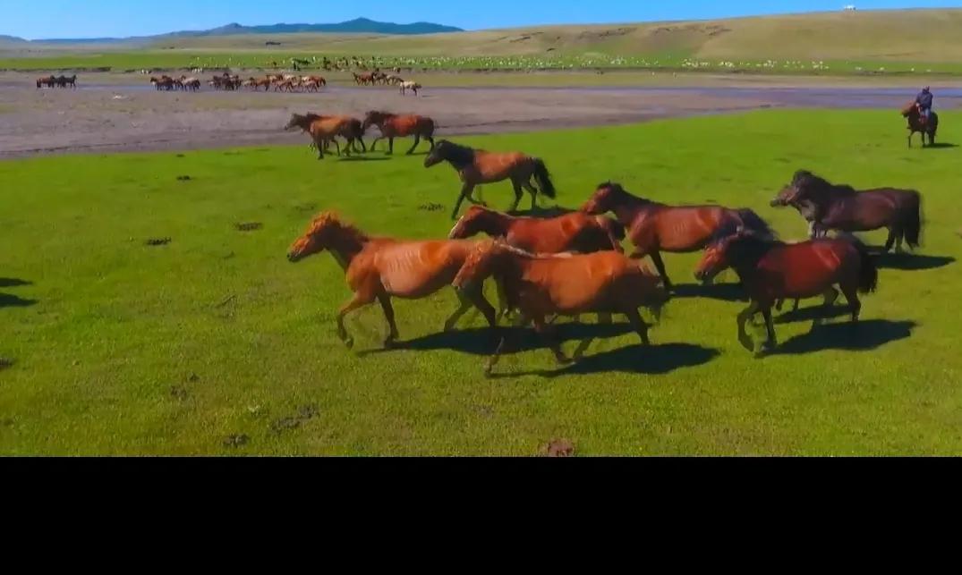17万头牲畜返回中国内蒙古夏季牧场