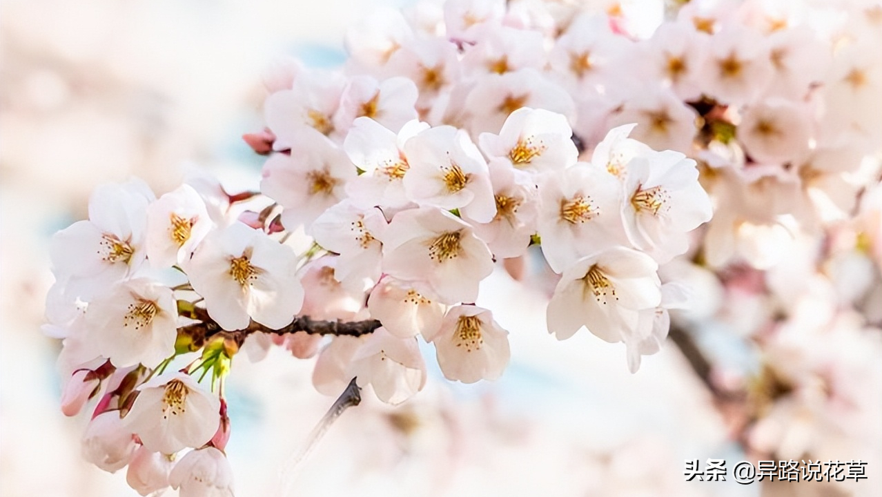 八种常见花的花语激励人心，蕴含人生哲理