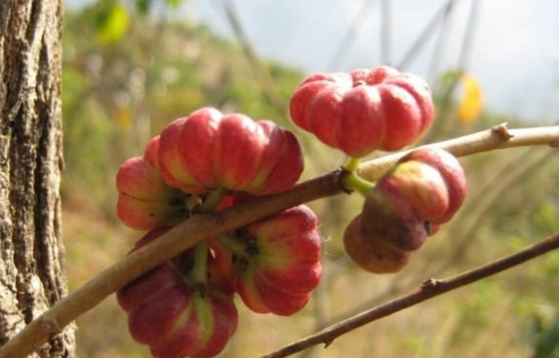 它有一个奇怪的名字叫算盘子,果实像小南瓜能治牙痛,你认识吗?