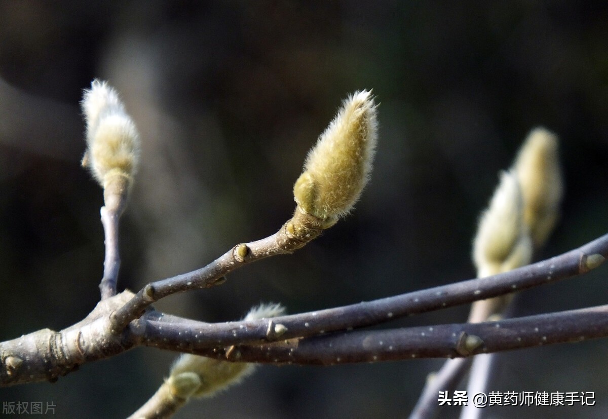 这味中药叫鼻炎花,是缓解鼻炎,鼻塞关键的一味中药,还能美容
