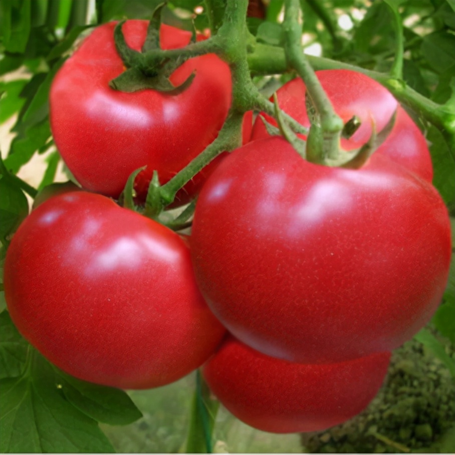 岛本酵素之农友百问百答——西红柿裂果品质差啥原因？怎么预防？