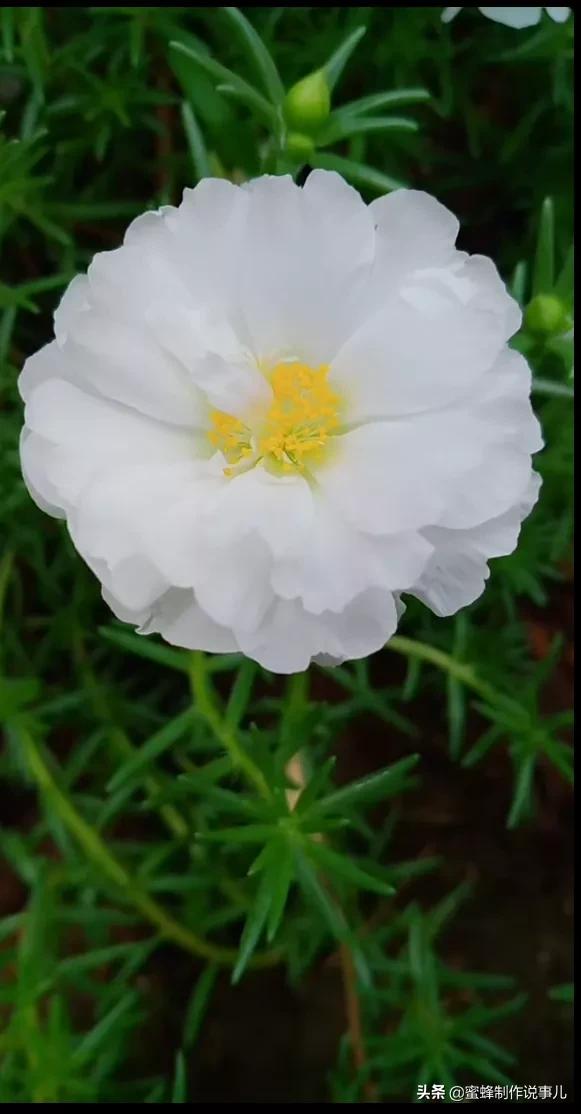 心如向阳，一路鲜花盛开，芬芳相随