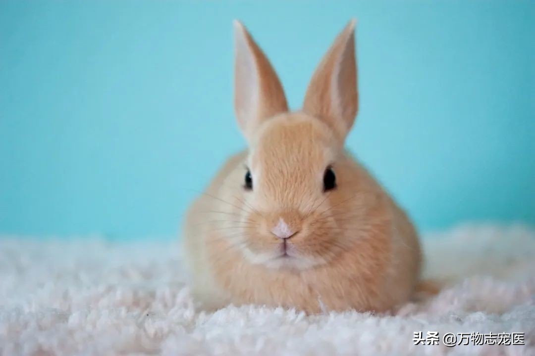兔子的尾巴长不了？你对兔兔的尾巴知道多少？