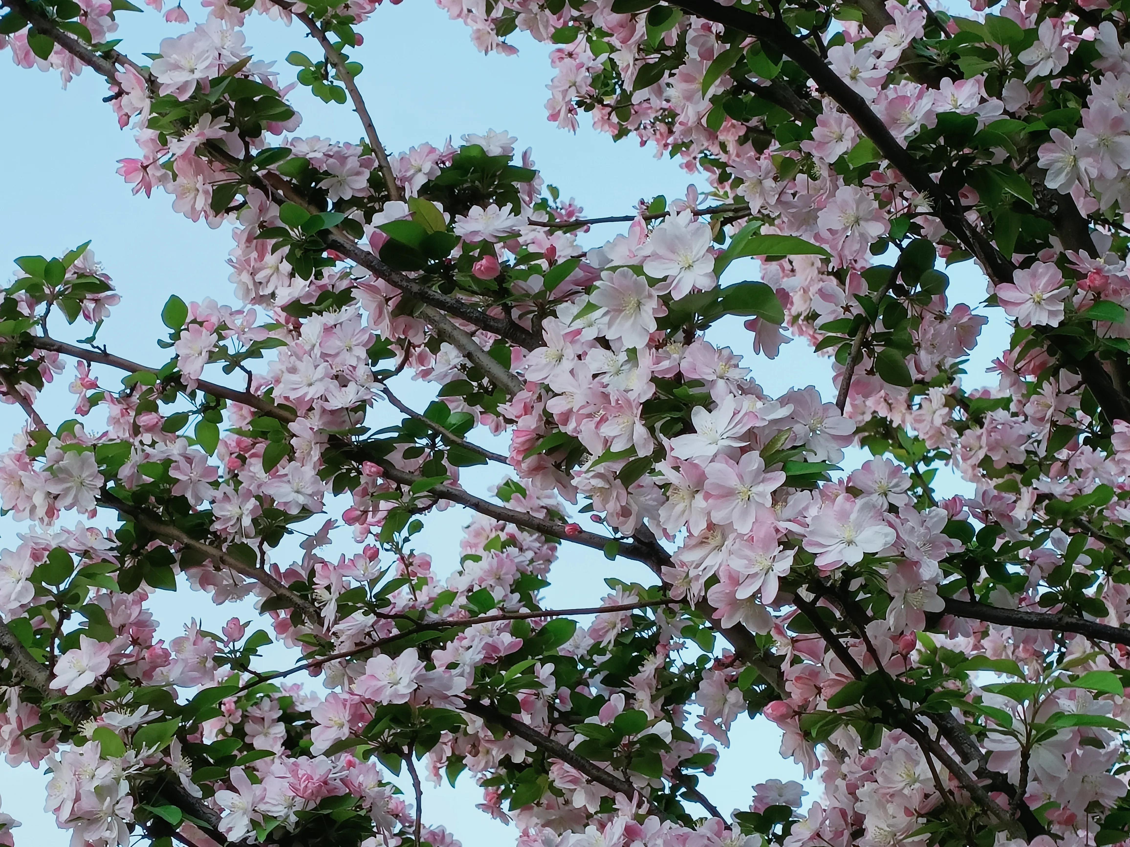 海棠娇艳吐芬芳