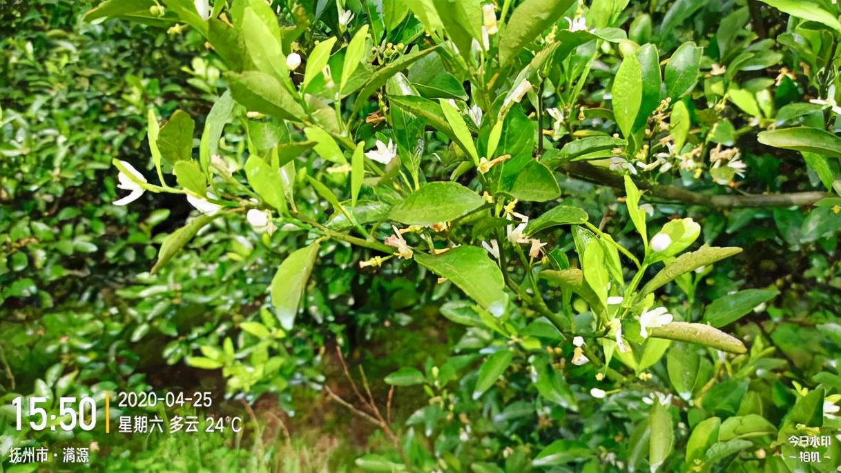 杀菌杀螨又清园，矿物油的正确使用方法你真的知道吗？