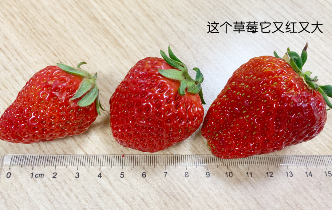 多吃草莓会胖？解答来了→