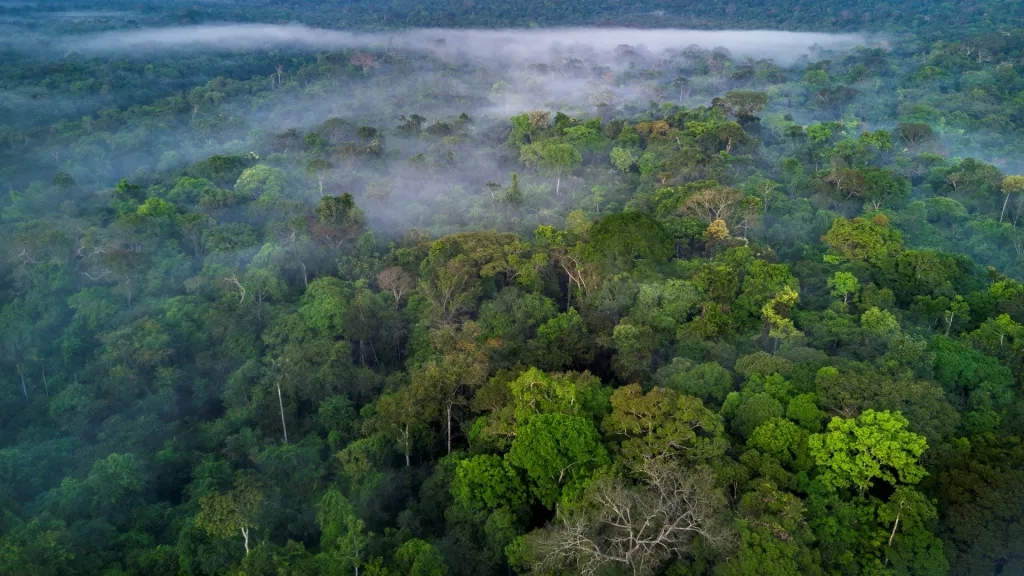 亚马逊雨林有多可怕？面积比半个美国还大，有当地人不敢下河游泳
