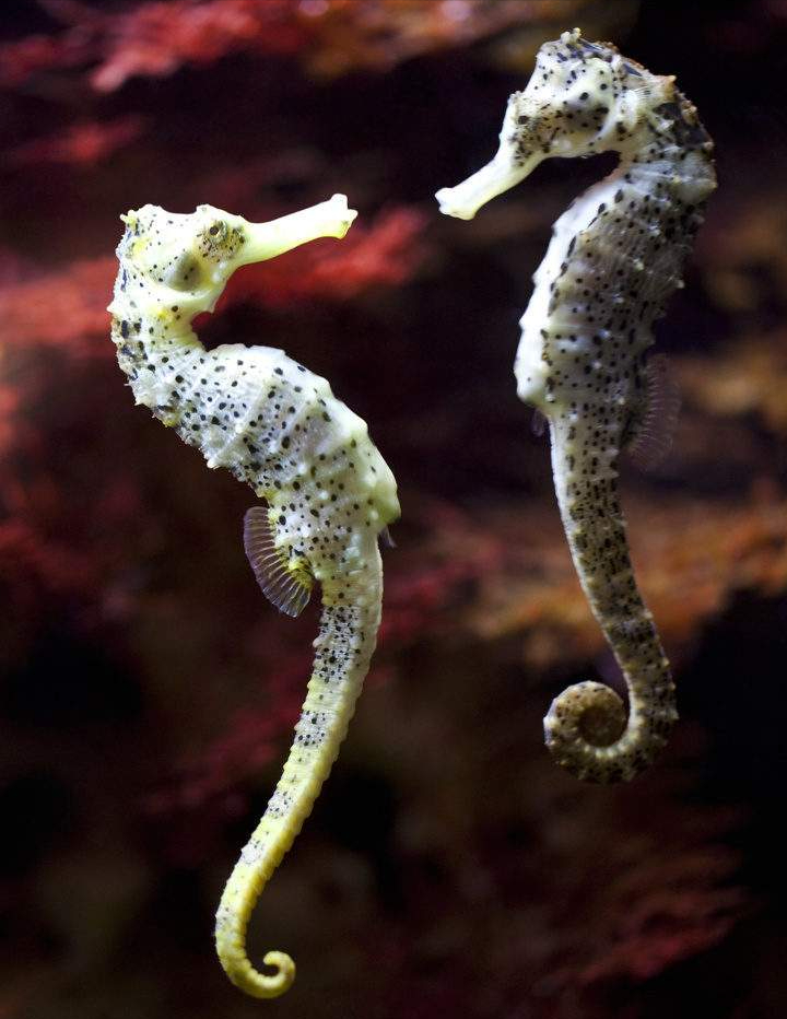 因此在之后的很长一段时间里,他们都以为海马是一种雌雄同体的生物,但