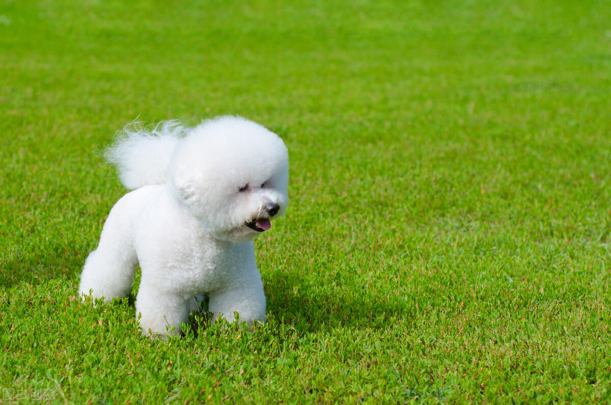 比熊犬智商排名第几（比熊犬的排名和优缺点）