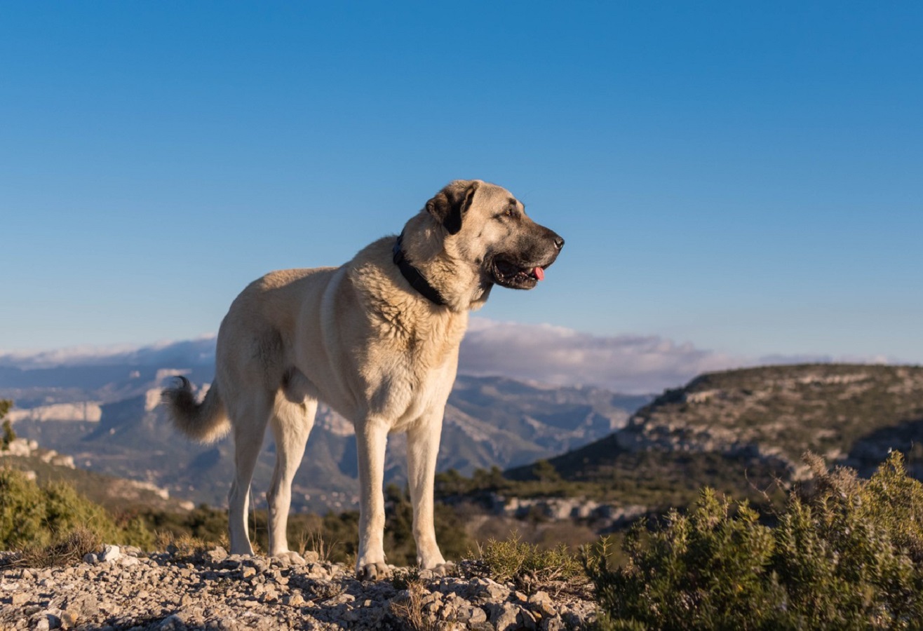 坎高犬vs高加索牧羊犬，谁才是大型猛犬的战力天花板？