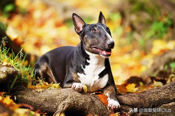 牛頭梗犬圖片