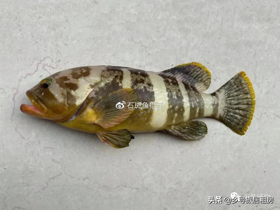 石斑魚圖片,石斑魚圖片大全 圖片高清