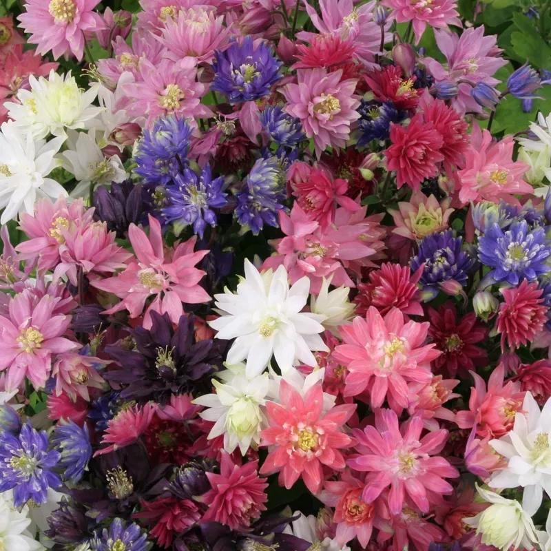 花朵美图｜温柔甜美的初吻、大丽花、耧斗菜花朵合集160张