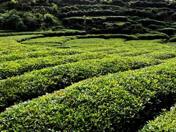 官宣！漢中市茶旅融合精品線路發(fā)布