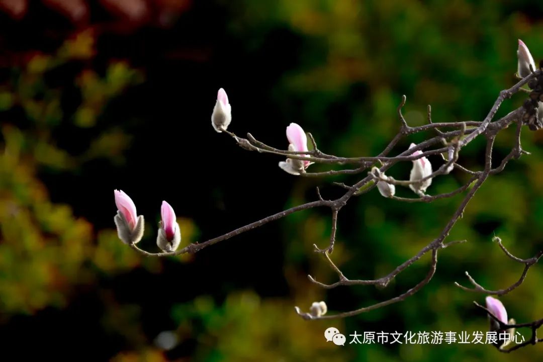 线上展览|“山河春意 锦绣太原——花的世界”主题摄影线上图片展（七）