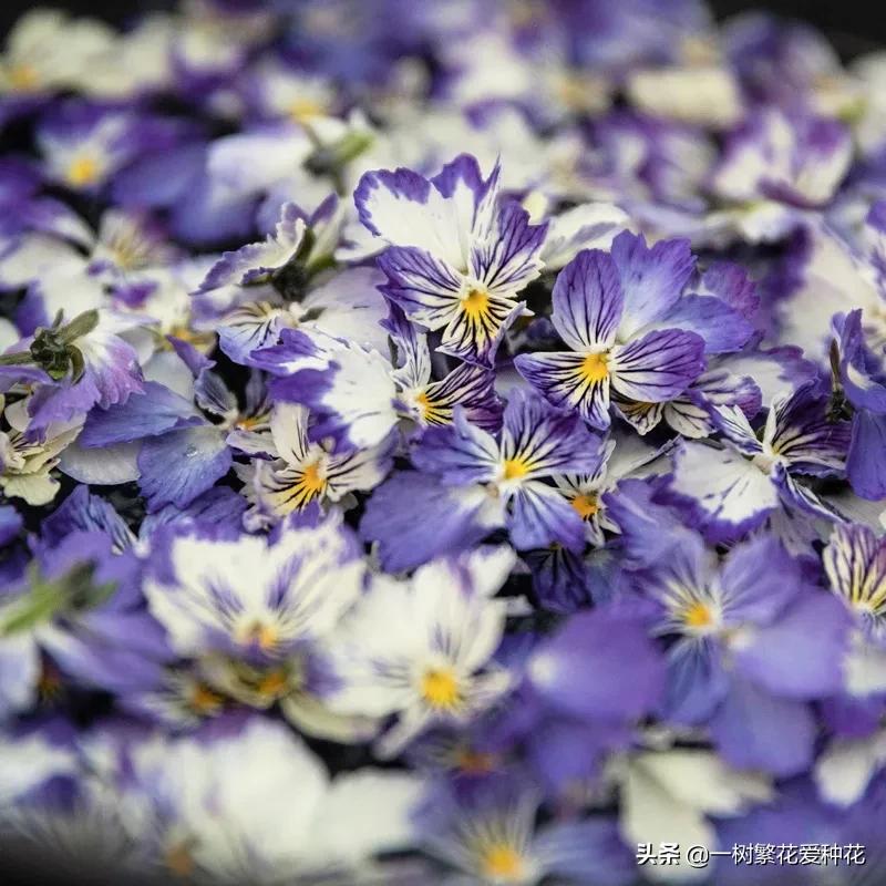 北方可以露地越冬的宿根花卉（30种不同宿根花卉盘点）