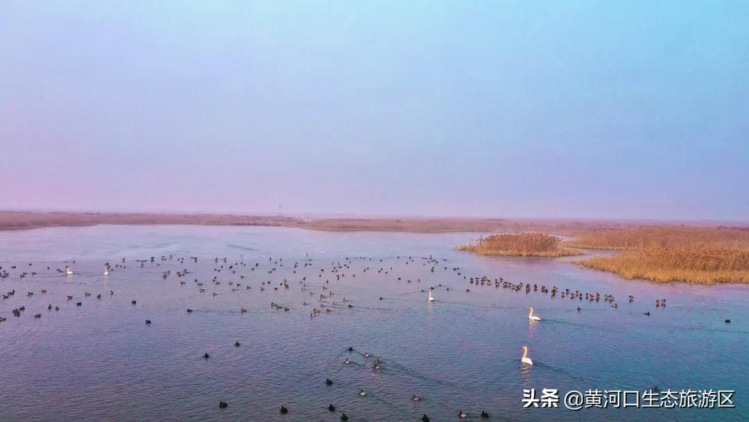 【黄河口生态旅游区】初雪悄临 静谧美好
