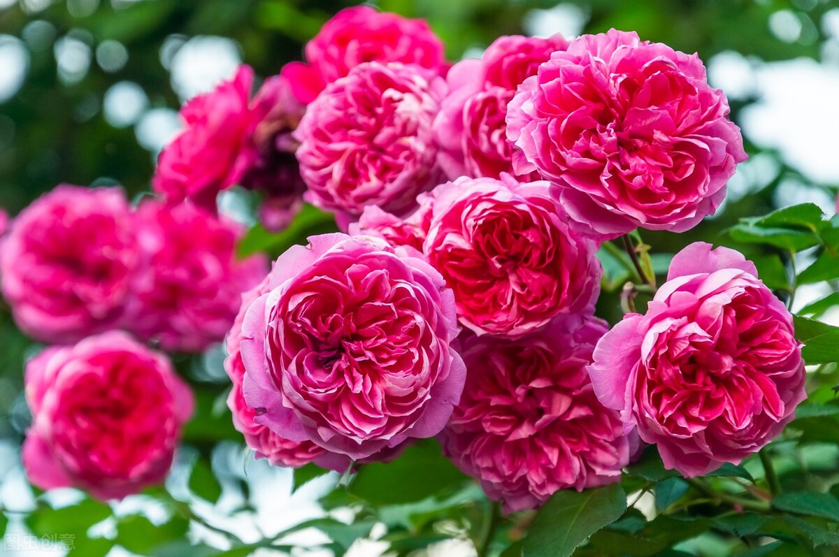 复花能力超好的6种藤本月季,三季绽放,妥妥的"开花机器"