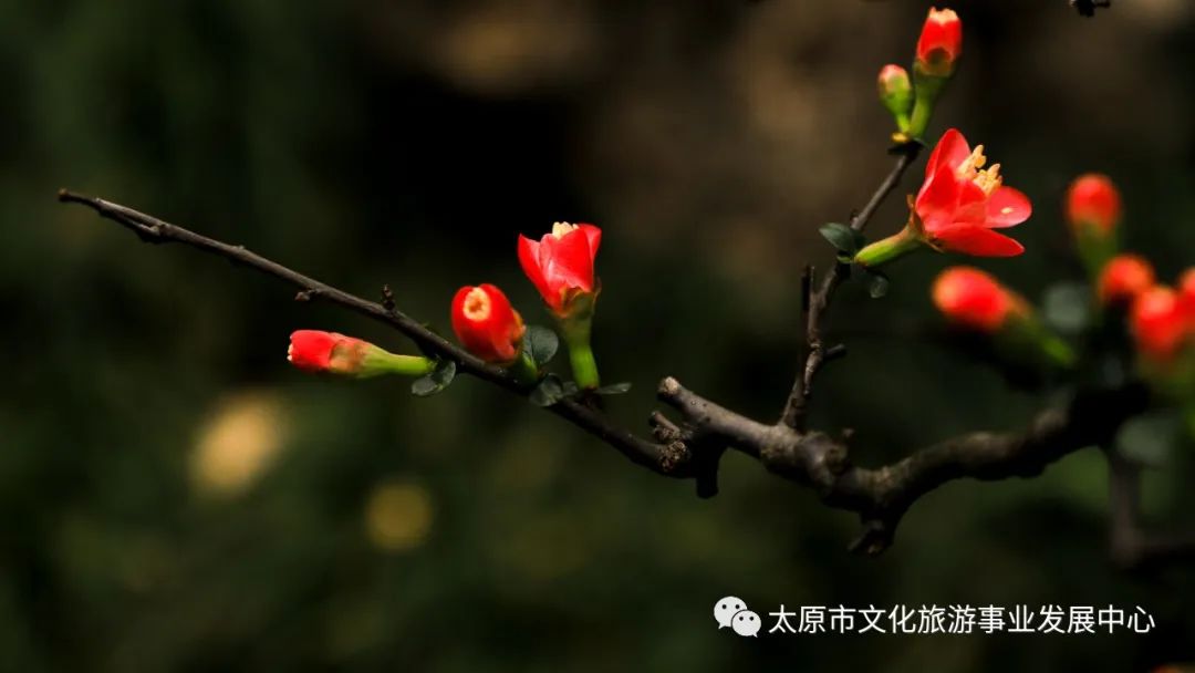 线上展览|“山河春意 锦绣太原——花的世界”主题摄影线上图片展（十一）