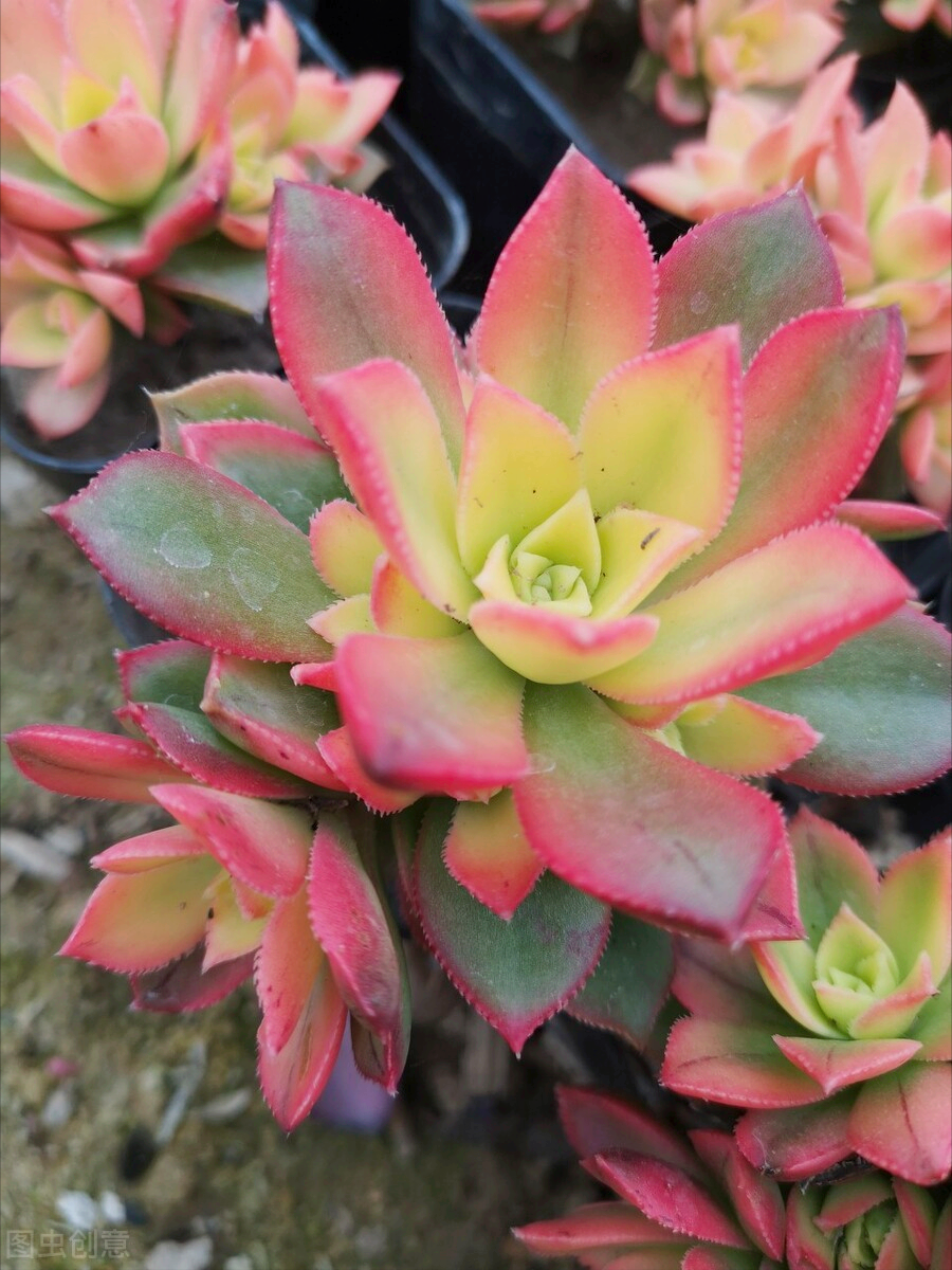 一花一深爱，花开国色天香，花落仪态万方，心有一束花爱情深似水