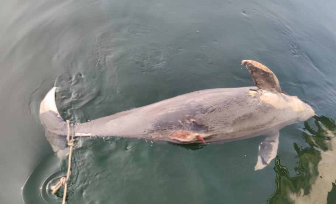 海猪是什么动物(是新物种吗？大连海域出现不明生物，在海面上游来游去)