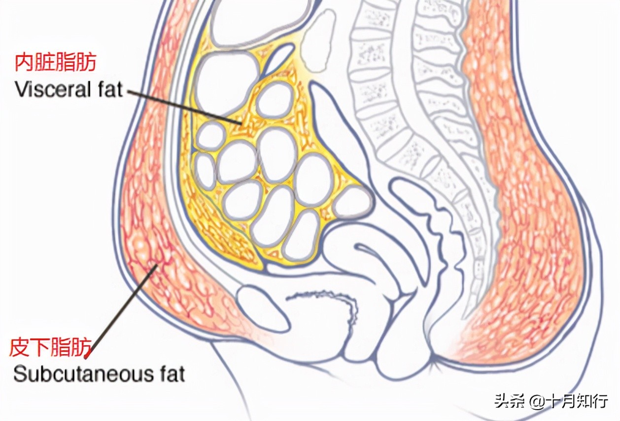 减少腹部脂肪的有效的运动，如何减腹部脂肪的运动