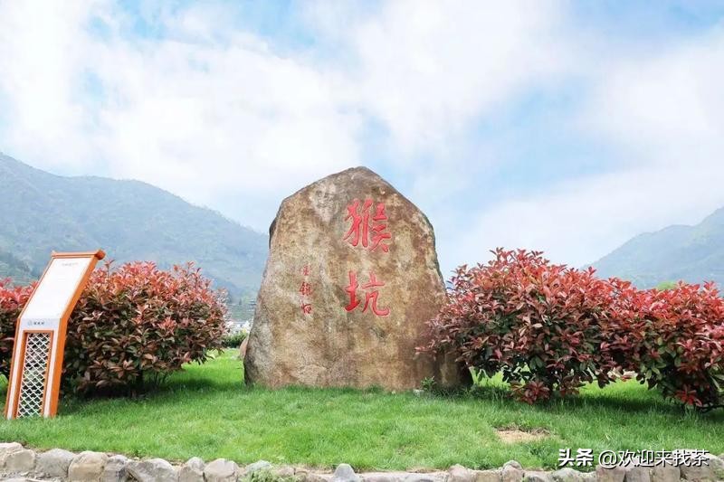 安徽猴魁茶图片的介绍（安徽茶叶的天花板）