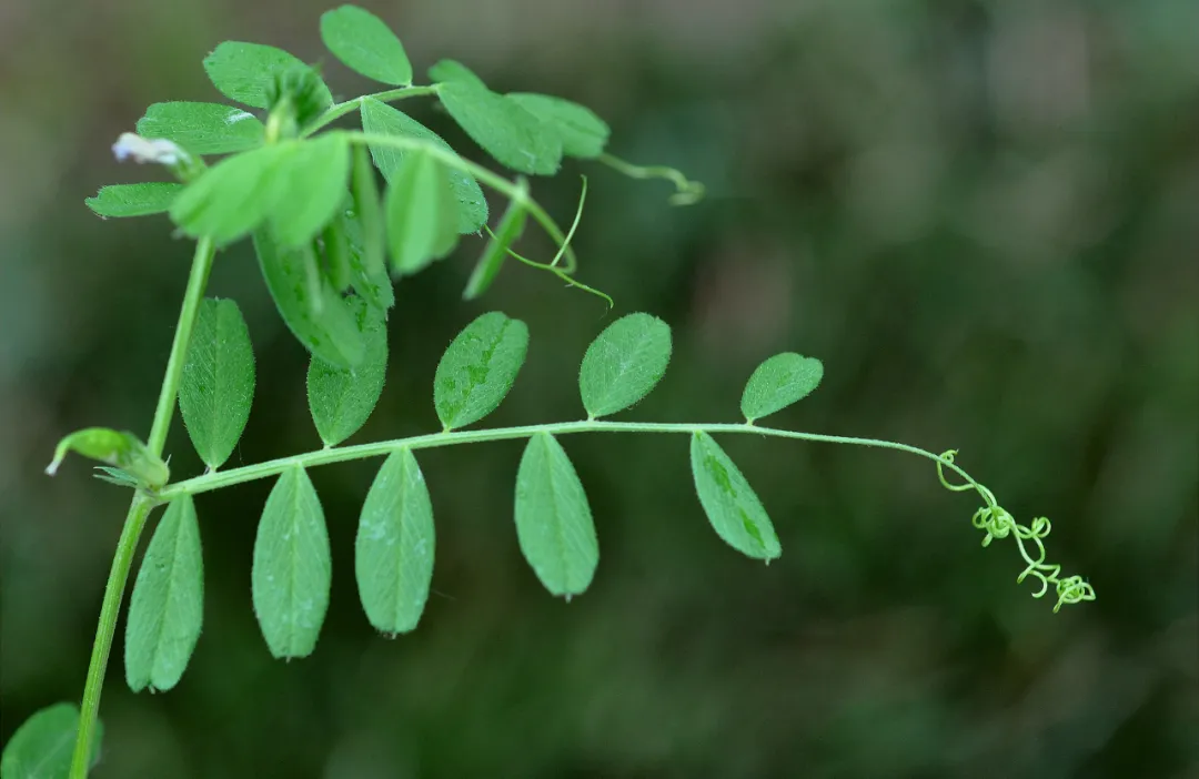 大巢菜又名野豌豆,有2000多年的食用历史,含钙比牛奶高,别错过