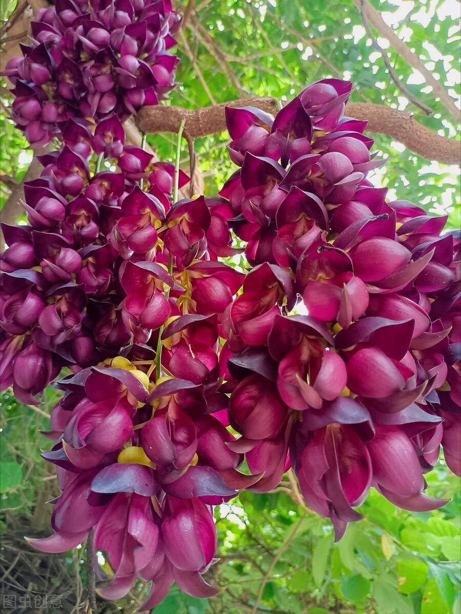 一花一世界，一叶一温情，花草美化大自然，更能美丽您心灵