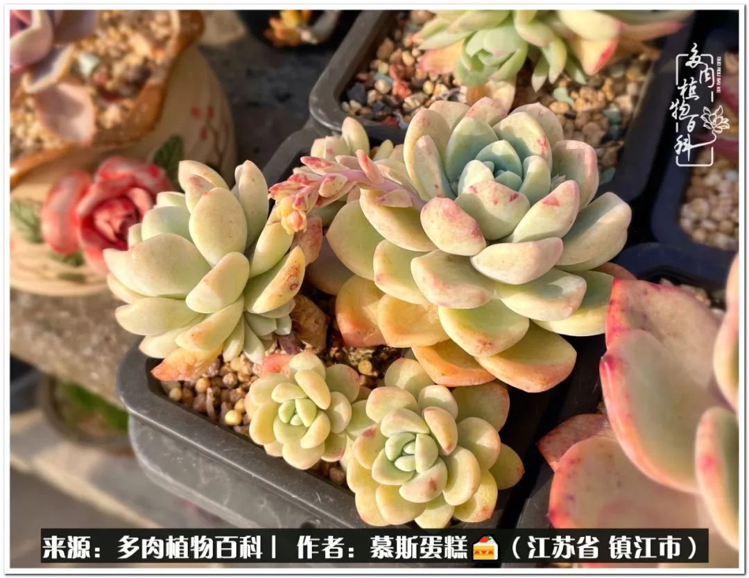 目光所及皆是多肉 心之所往皆是晴天 天天看点