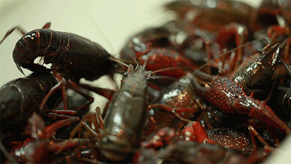 老蚌埠红烧蚂虾：余香不绝、回味无穷