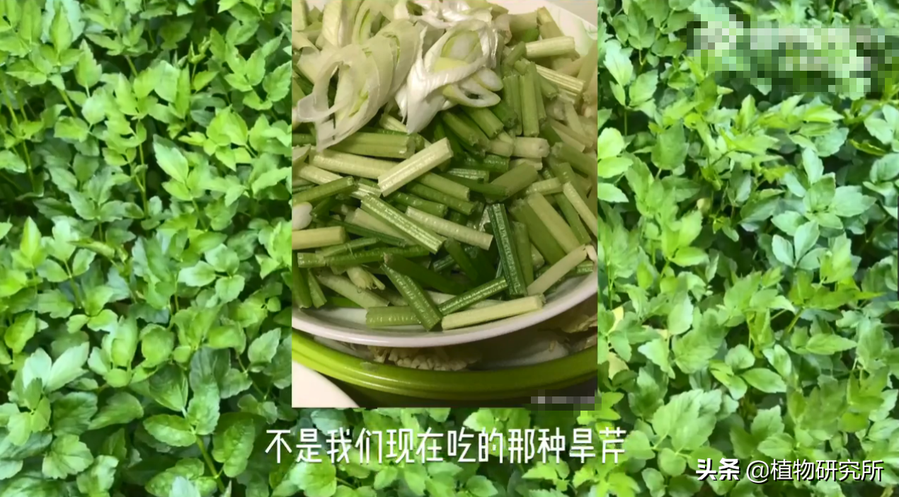 水芹，中国人最早吃到的芹菜 但千万别采到以假乱真的“毒芹”