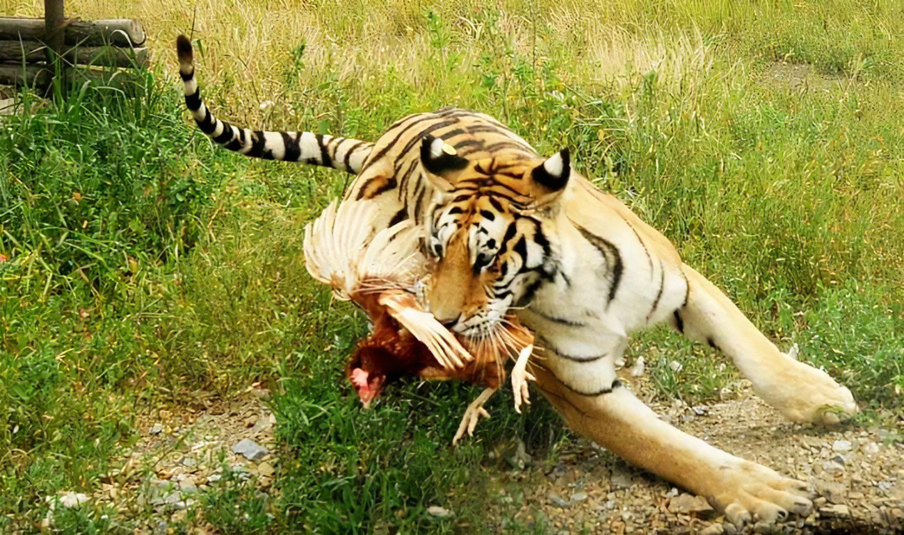 蛇的天敌是鹅,这是真的吗?其中的原因又是什么呢?