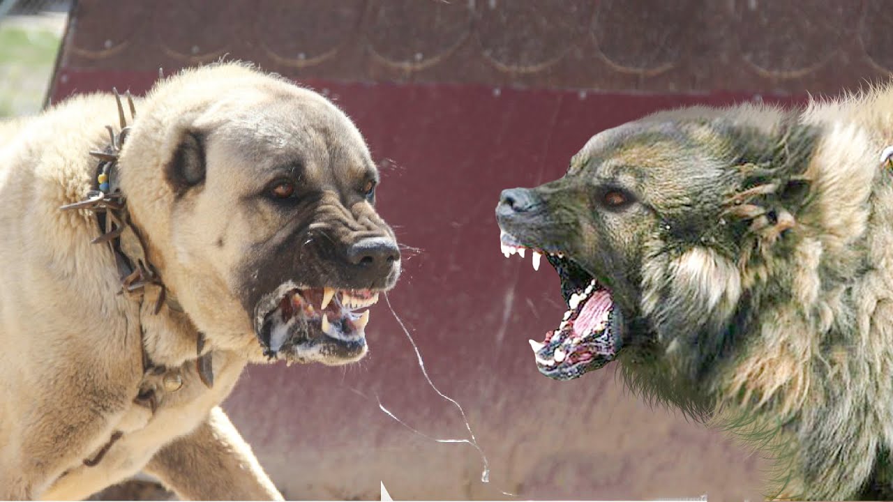 坎高犬vs高加索牧羊犬，谁才是大型猛犬的战力天花板？