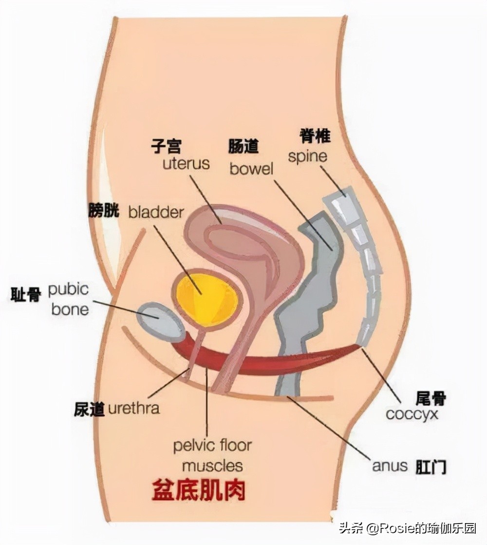 盆底肌结构解剖图图片