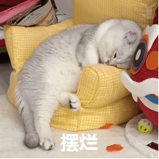 抖音热门表情包原图