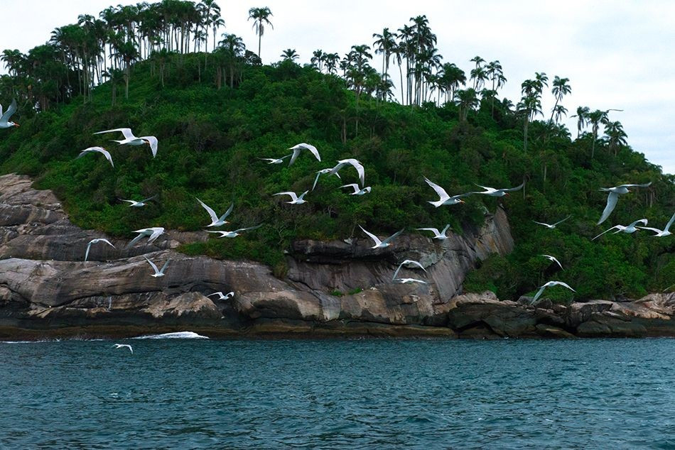 人间炼狱！巴西蛇岛每平方米5条蛇，一家五口上岛守灯塔惨遭灭门