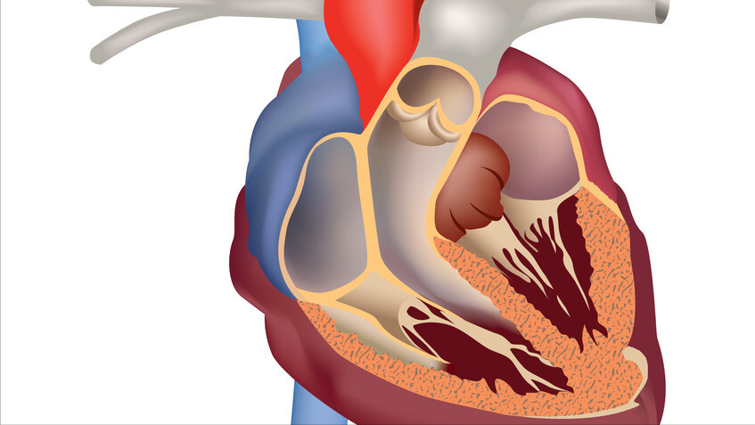 婴儿心脏室间隔缺损(如何判断宝宝是否患有室间隔缺损) - 乐宝宝贝