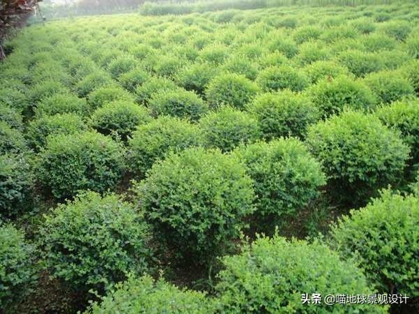 私家庭院景观设计：适合南京、合肥一带种植的常绿灌木