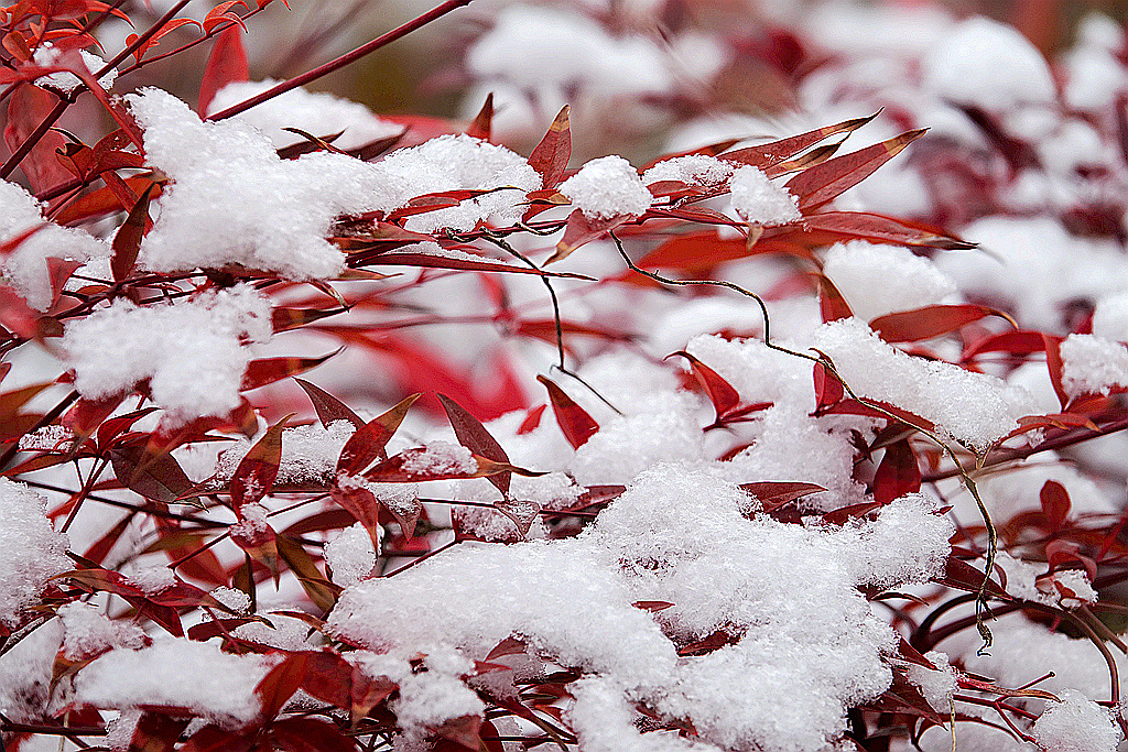 雪游九洲池
