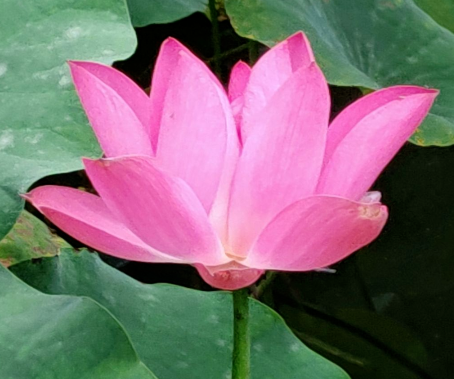 石榴花幾月開,石榴花幾月開花
