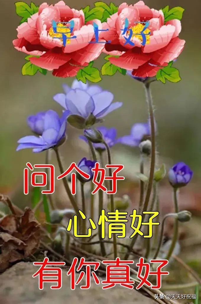 有創意的友情早上好免打字圖片帶祝福語 溫馨的早上好問候圖片精選