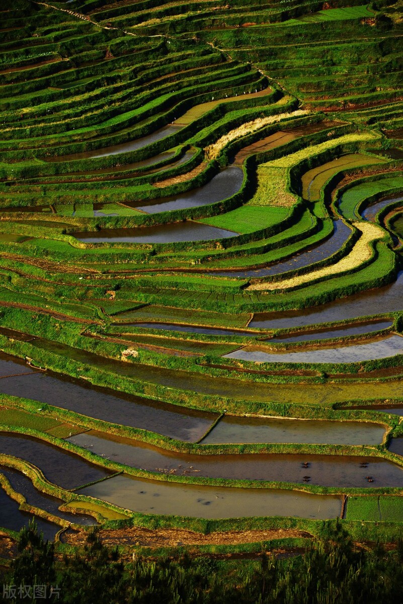 假如没有贵州，中国的春天就要凋零一半