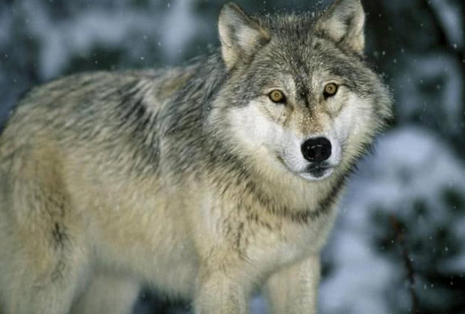 蒙古草原野狼,不咬穿军装的人,遇见战士还趴地,温顺像大狗